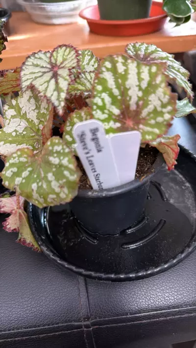 plant/Starburst begonia-0-thumbnail