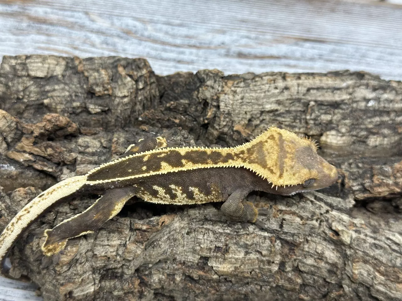 plant/321bR7 18g PPV Super Emptyback-1