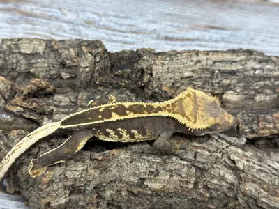 plant/321bR7 18g PPV Super Emptyback-1-thumbnail