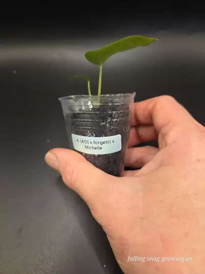 plant/Anthurium (AOS x forgetii) x Michelle-2-thumbnail