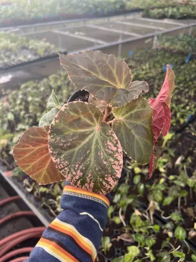 plant/Begonia Midnight Sun 4” pot growers choice-0-thumbnail