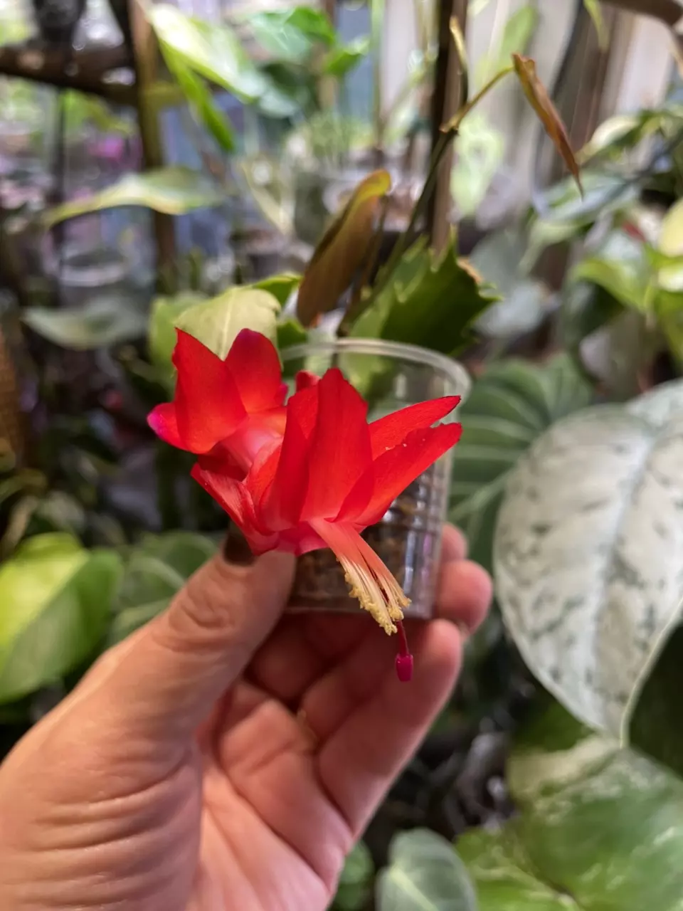 plant/2 plants > Thanksgiving Cactus && Micans-1