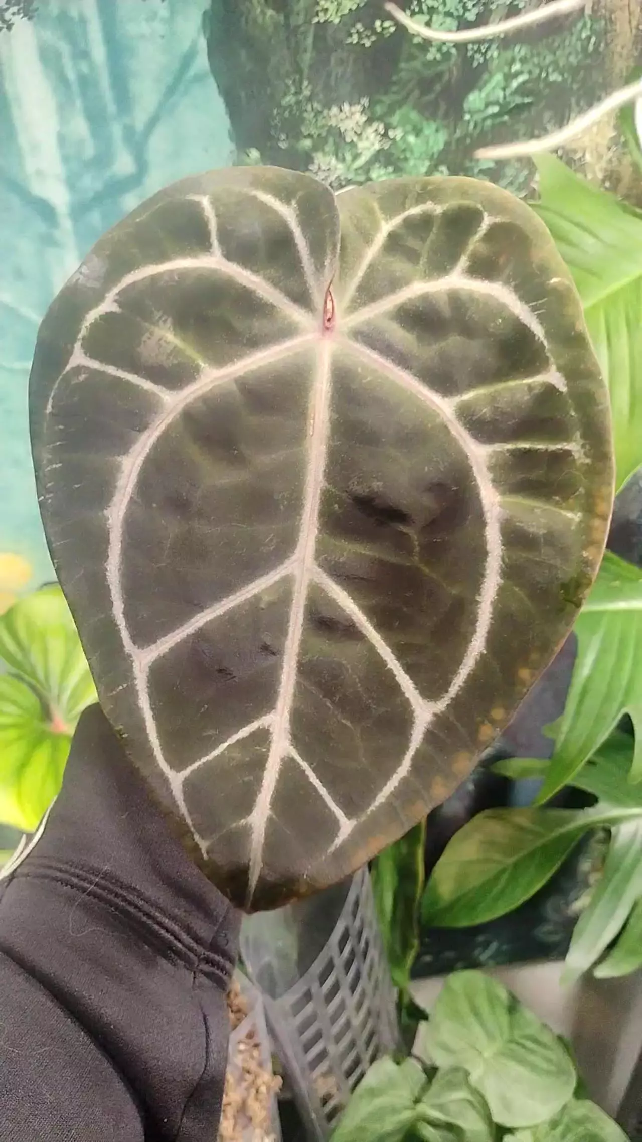 plant/Anthurium Red crystal wu9 × Chocolate Crystal wu1-0