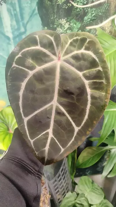 plant/Anthurium Red crystal wu9 × Chocolate Crystal wu1-0-thumbnail
