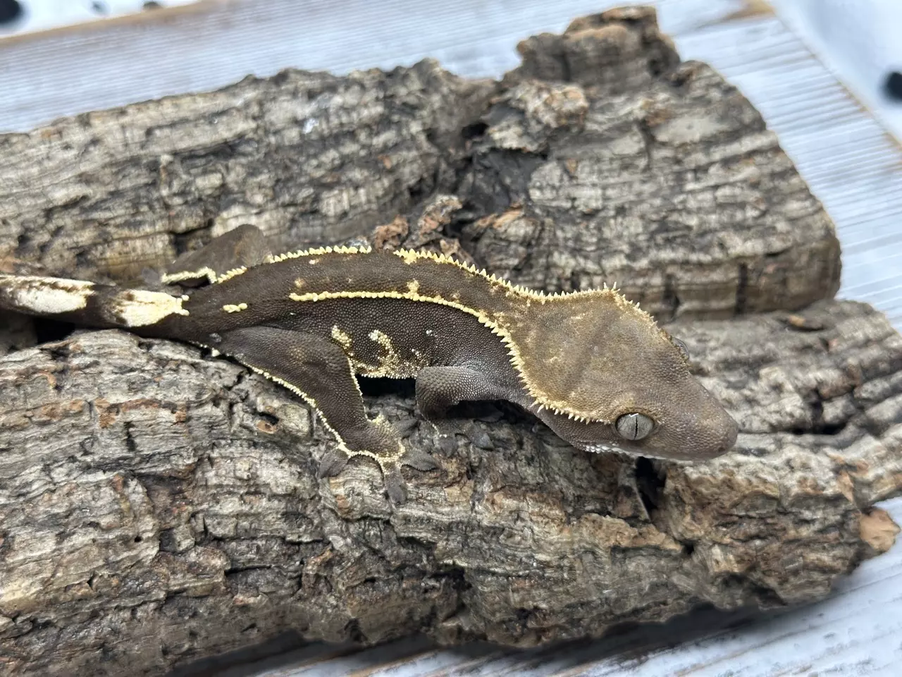 plant/326aR7 16g pseudo/Unsexed Super Emptyback-1