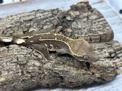 plant/326aR7 16g pseudo/Unsexed Super Emptyback-1-thumbnail