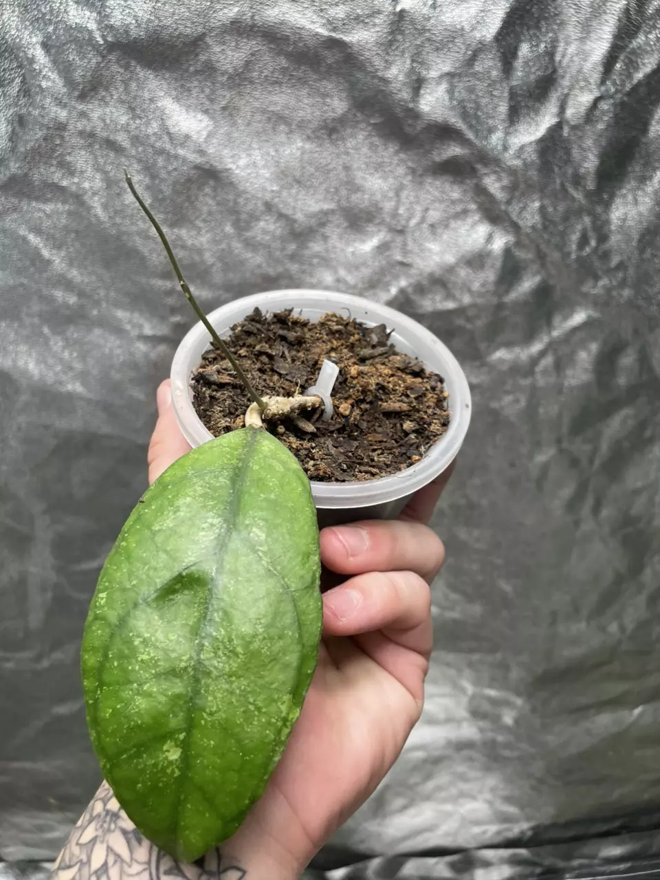 plant/Hoya Chicken Farm (3)-0