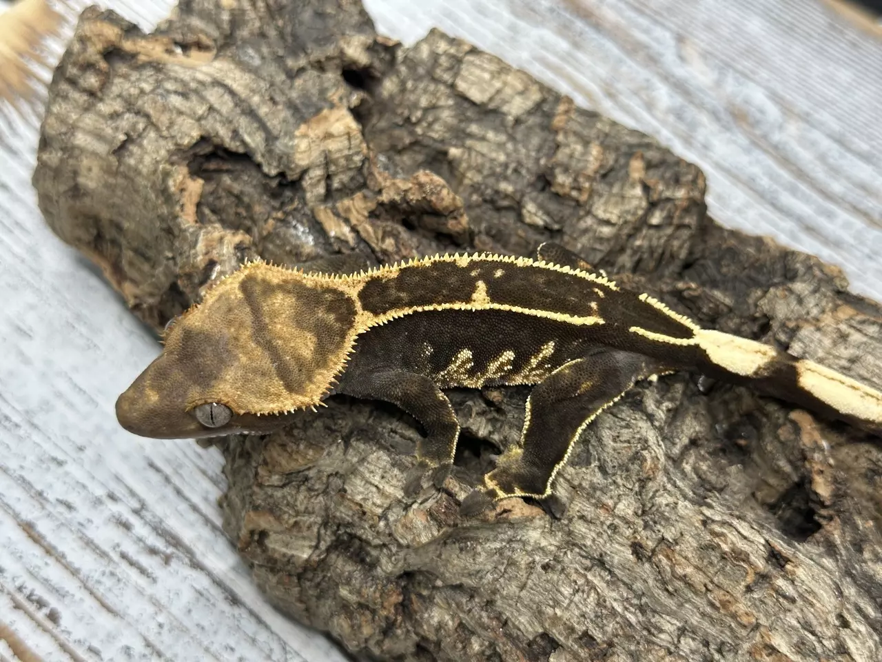 plant/321aR7 Super Emptyback 19g Unsexed Too dark to tell-1