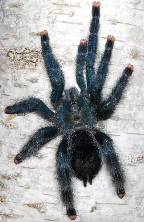 plant/Avicularia sp. 'Metallica' (Metallic Pink Toe Tarantula) 0.5-0.75"-0