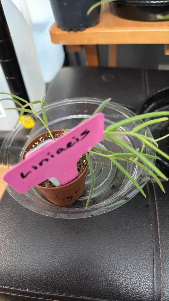plant/Linaris-0