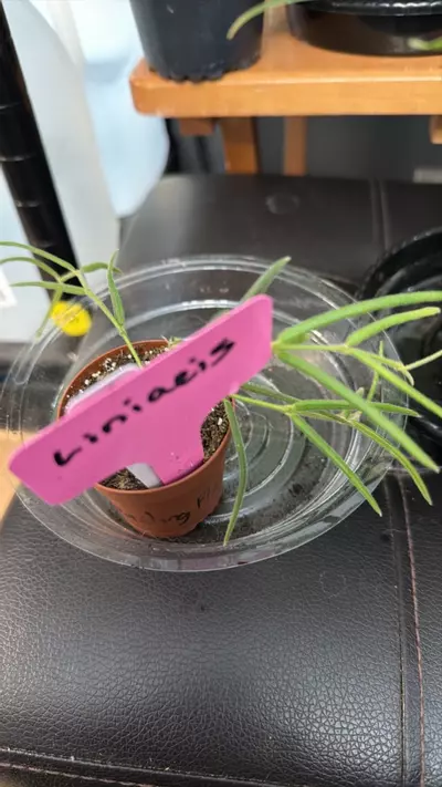 plant/Linaris-0-thumbnail