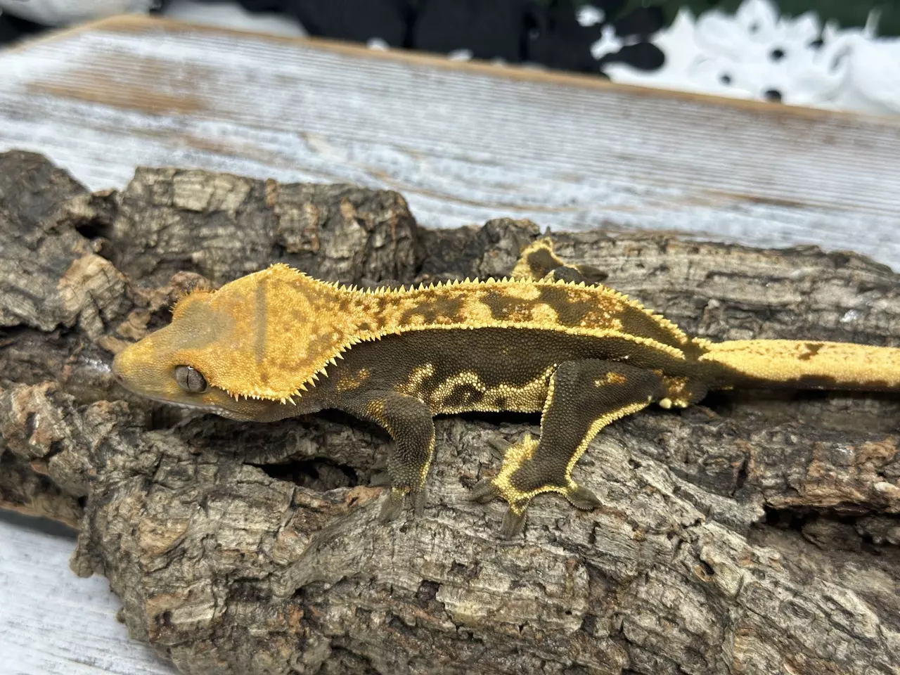 plant/500 34g Male Emptyback-1