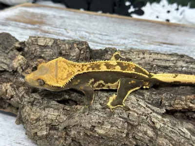 plant/500 34g Male Emptyback-1-thumbnail