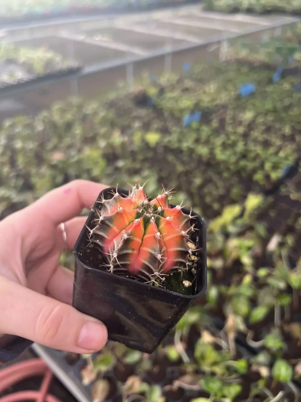 plant/Gymnocalycium Variegated Assorted 2” pot growers choice-5