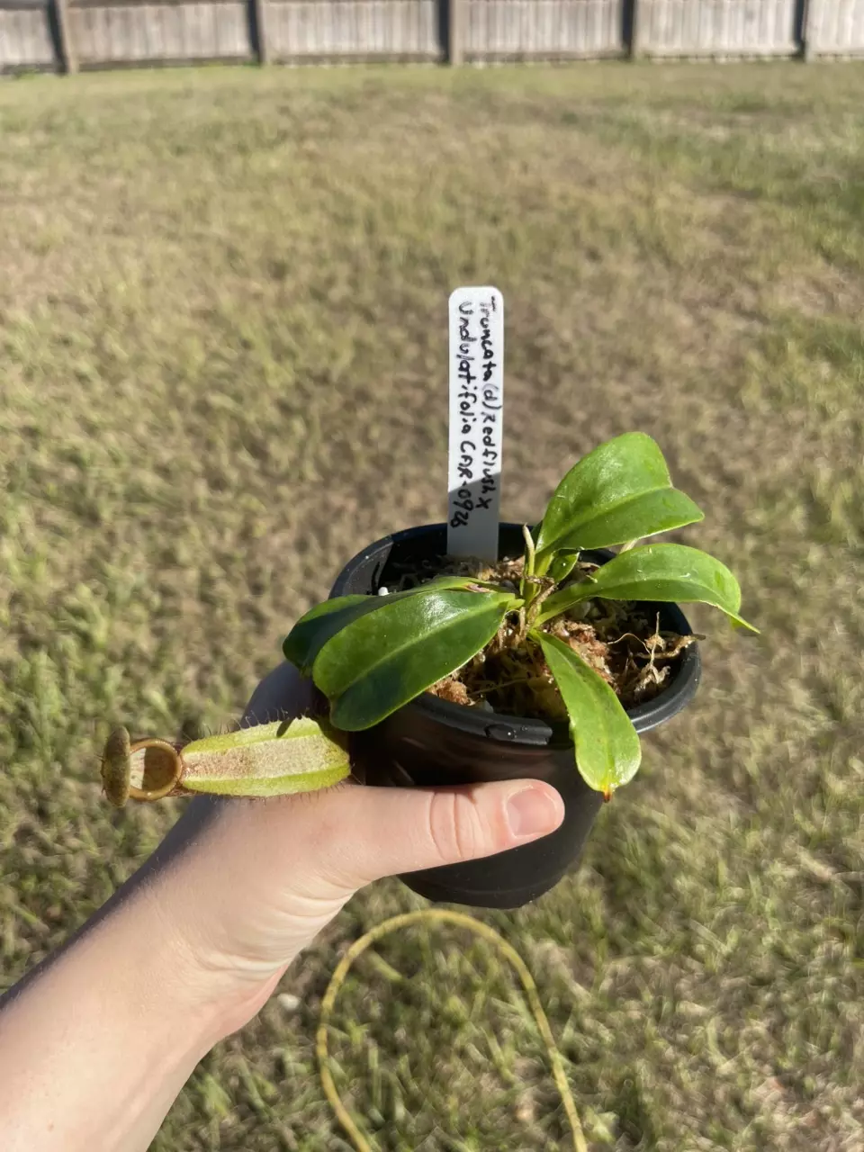 plant/Truncata (d) red ruffle x undulatifalia-0