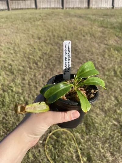 plant/Truncata (d) red ruffle x undulatifalia-0-thumbnail