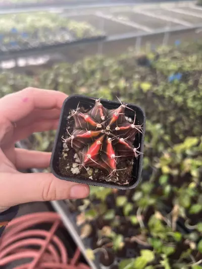 plant/Gymnocalycium Variegated Assorted 2” pot growers choice-2-thumbnail