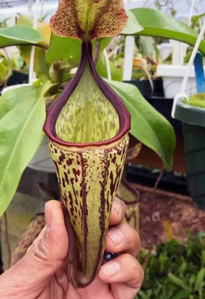 plant/Maxima wavy x campanulana-1-thumbnail