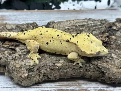 plant/JUNO PROVEN BREEDER FEMALE-0-thumbnail