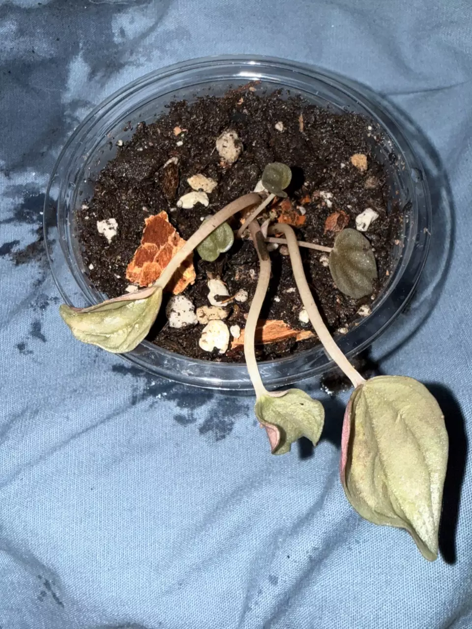 plant/Peperomia caperata - growers choice-1