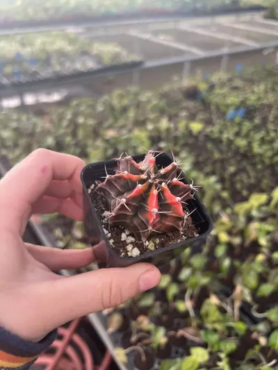 plant/Gymnocalycium Variegated Assorted 2” pot growers choice-3-thumbnail