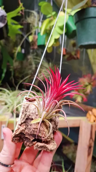 plant/Z47 WYSIWYG Exact Plant Ionantha Fuego Air Plant w Pup on Hanger-0-thumbnail