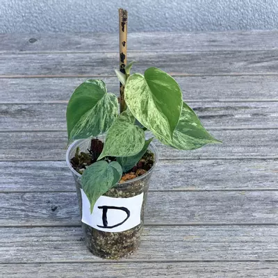 plant/Philodendron variegated heart leaf-0-thumbnail