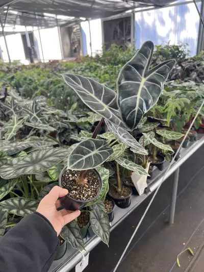 plant/Alocasia Suhirmaniana purple vein 4” pot growers choice-3-thumbnail