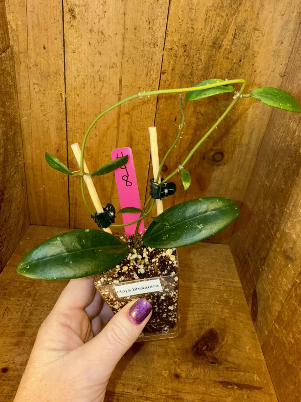 plant/448 Hoya bhutanica-0