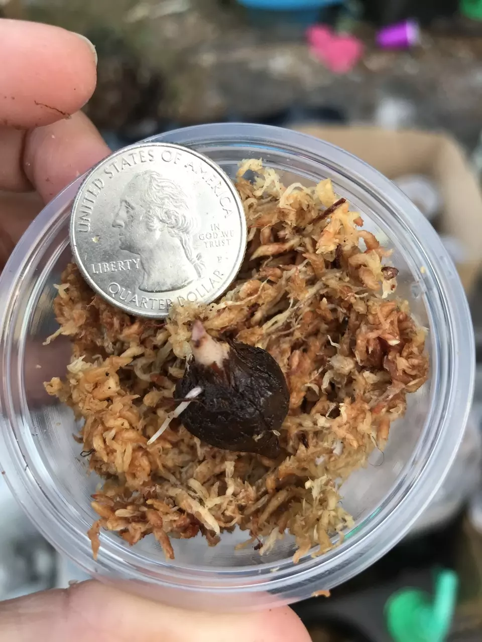 plant/Pink Variegated Alocasia Serendipity Corm-6