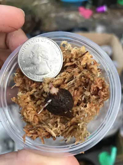 plant/Pink Variegated Alocasia Serendipity Corm-6-thumbnail