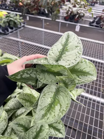 plant/Scindapsus Exotica 4” pot growers choice-6-thumbnail