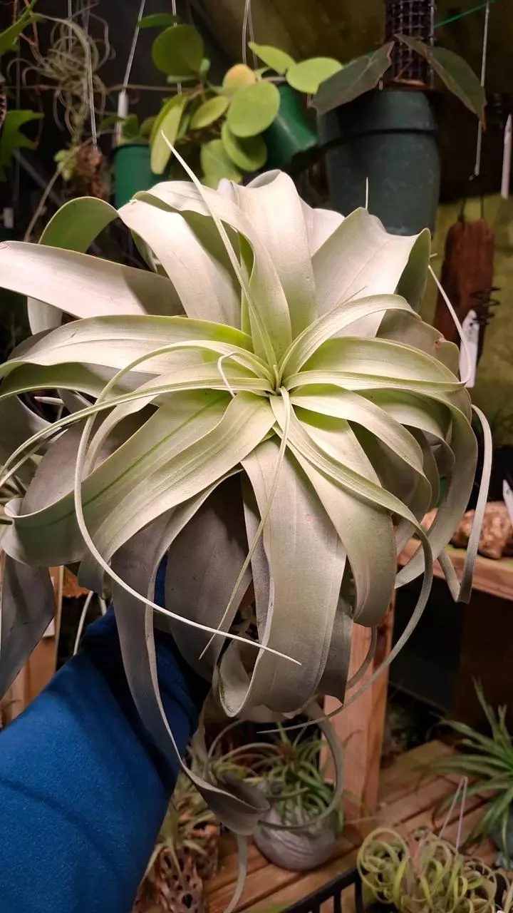 plant/Z56 WYSIWYG Exact Plant Jumbo Curly Xerographica Air Plant with Long Curls-0
