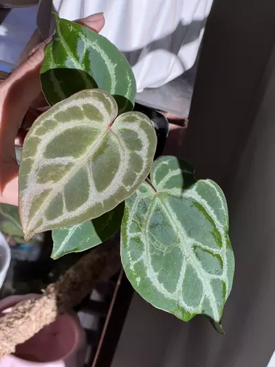 plant/Anthurium Red Crystalinum x Pink Lemonade-0-thumbnail