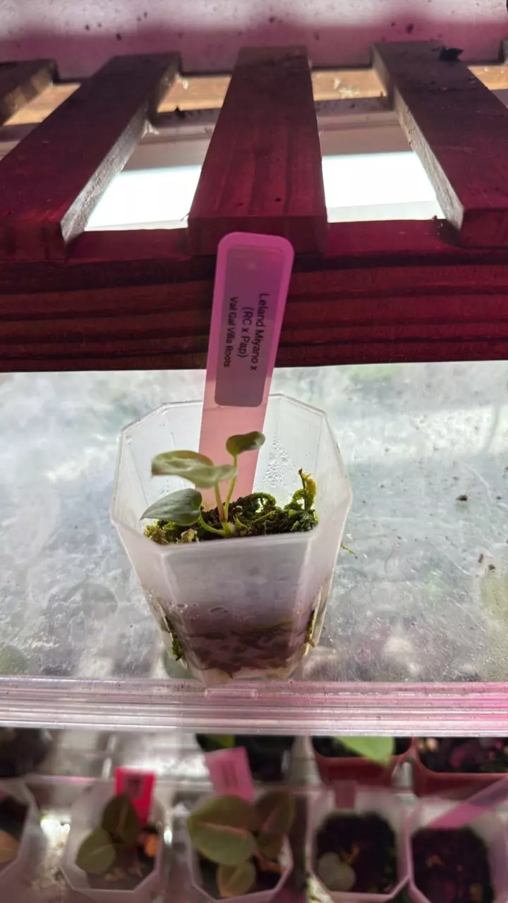 plant/Leland Milano x (Rc x Pap)-0