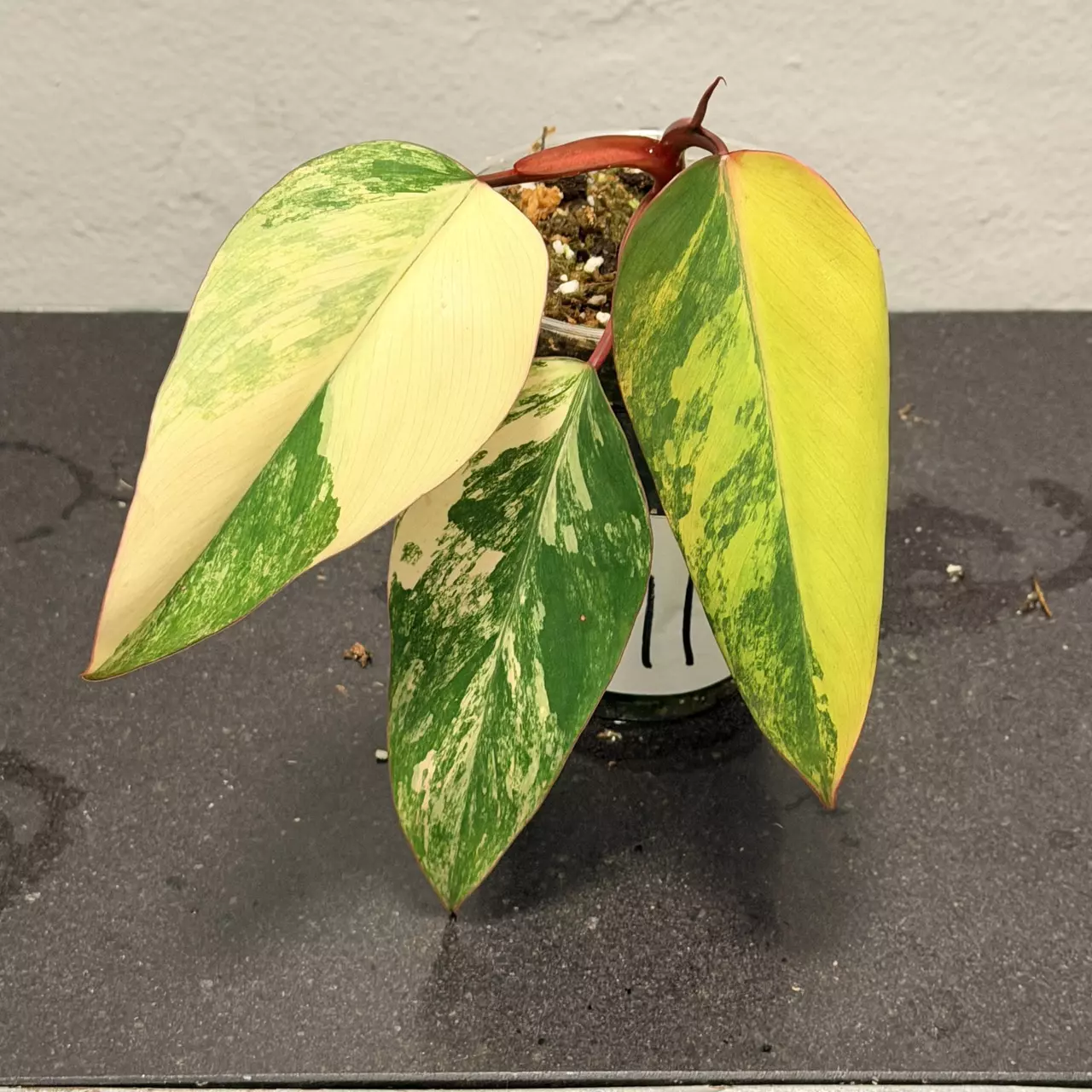 plant/Philodendron strawberry shake-0