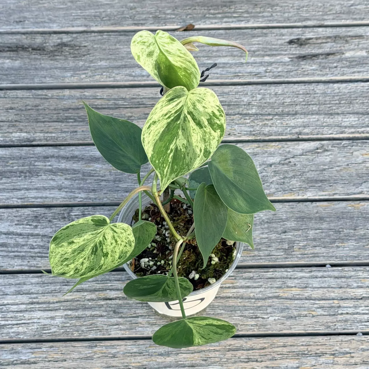 plant/Philodendron variegated heart leaf-3