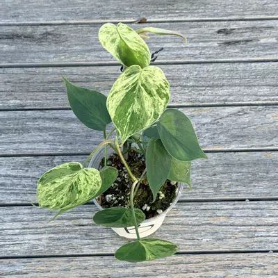 plant/Philodendron variegated heart leaf-3-thumbnail