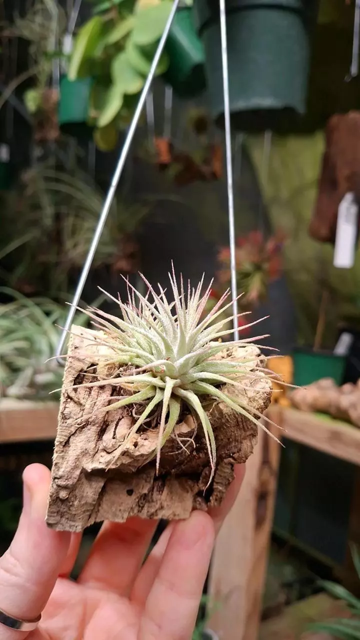 plant/Z48 WYSIWYG Exact Plant Ionantha Guatemala  Air Plants on Hanger-0
