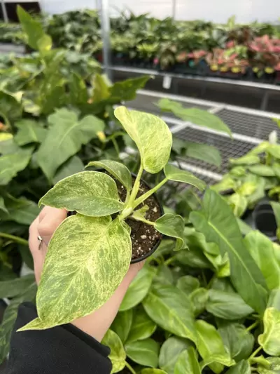 plant/Philodendron Giganteum Blizzard 4” pt growers choice-2-thumbnail