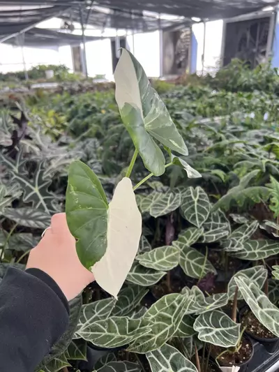 plant/Alocasia Macrorrhiza Albo 4” pot growers choice-2-thumbnail