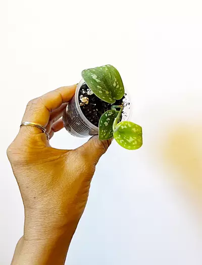 plant/🔥 Scindapsus TriColor-2-thumbnail