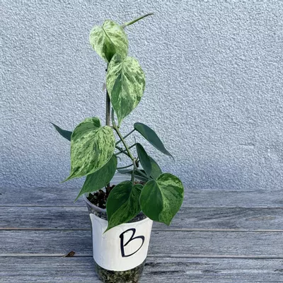 plant/Philodendron variegated heart leaf-2-thumbnail