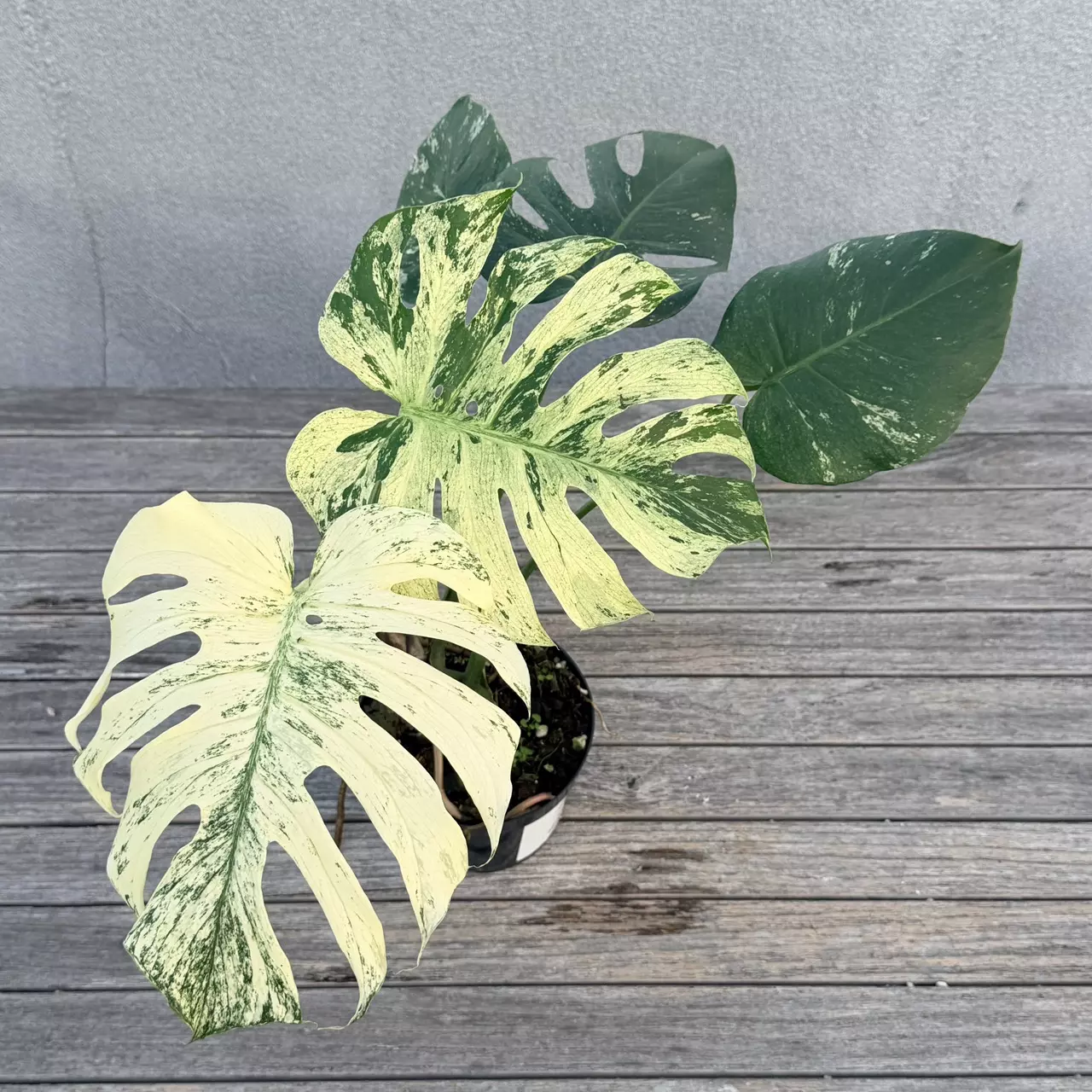 plant/Monstera White Monster-0