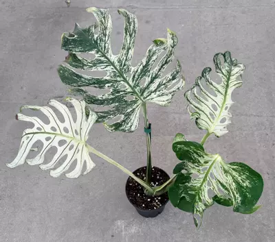 plant/Monstera White Devil Monster-2-thumbnail