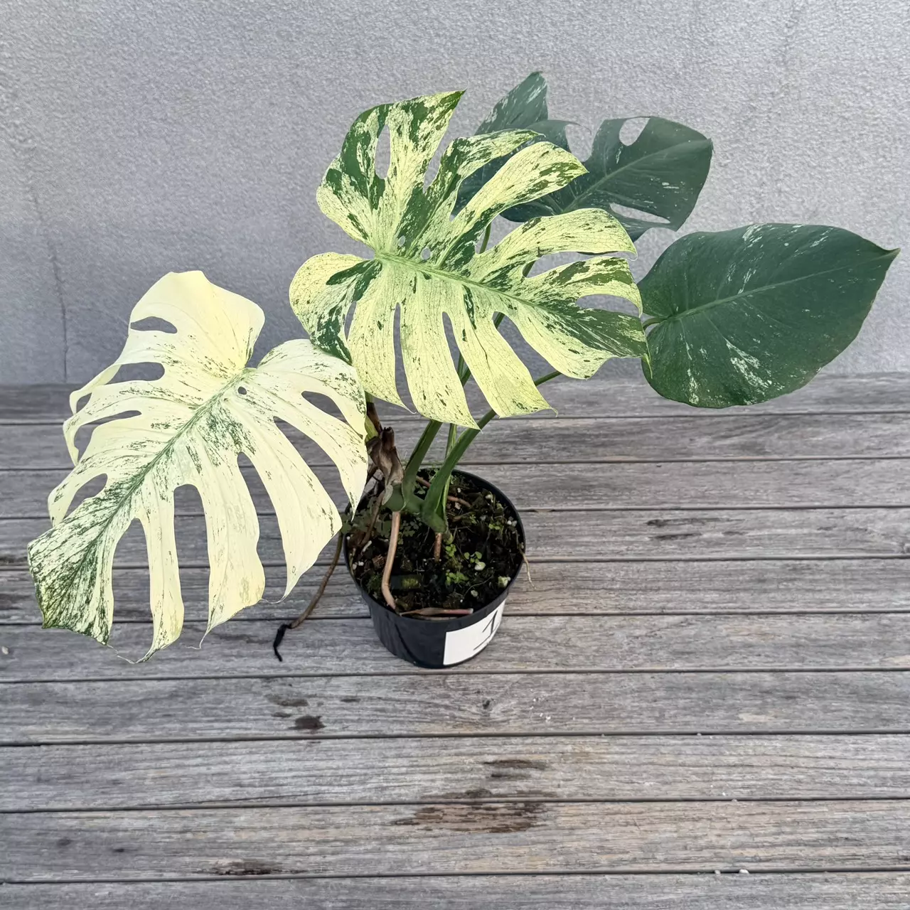 plant/Monstera White Monster-1