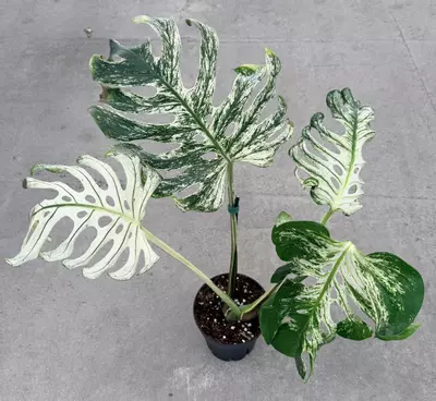 plant/Monstera White Devil Monster-5-thumbnail