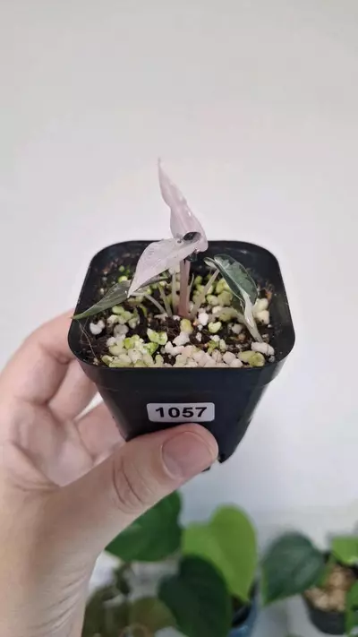 plant/Alocasia Pink Bambino-2-thumbnail