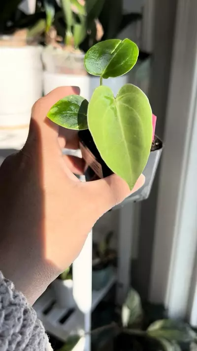 plant/Anthurium Carla/AOS x Midnight Velvet/Mid night velvet Sanguinum #8-1-thumbnail