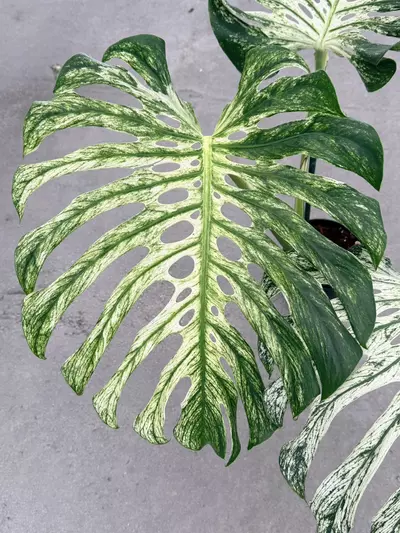 plant/Large Monstera White Devil Monster-6-thumbnail